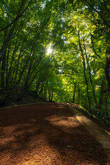 Jogging trail in the forest vertical photo. Healthy lifestyle concept