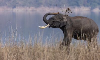 Obraz premium Indian elephant (Elephas maximus indicus) or tusker in the jungle of Jim corbett national park, India.