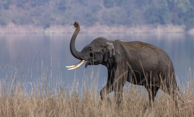Indian elephant (Elephas maximus indicus) or tusker in the jungle of Jim corbett national park, India.