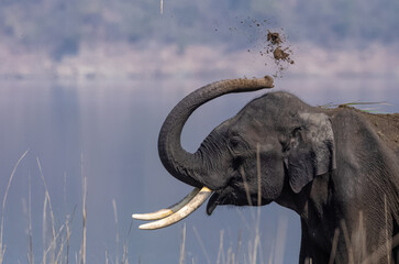 Indian elephant (Elephas maximus indicus) or tusker in the jungle of Jim corbett national park, India.