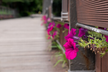 Pink flowers in pots along the walkway in the garden