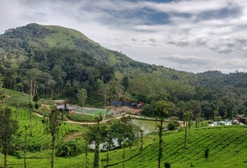 mountain landscape, wayanad, coffee plantation
