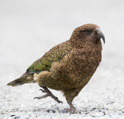 Kea, Nestor notabilis