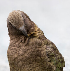 Kea, Nestor notabilis