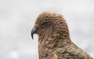 Kea, Nestor notabilis