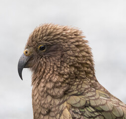 Kea, Nestor notabilis