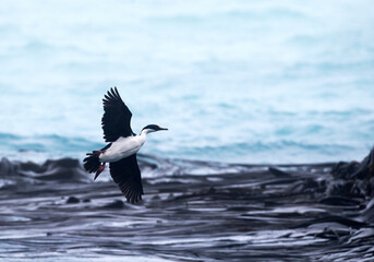 Macquarie shag, Leucocarbo purpurascens