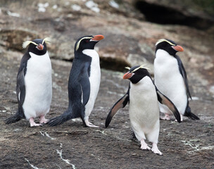 Obraz premium Snares Penguin, Eudyptes robustus