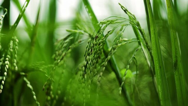 green paddy field rice paddy field of kerala 