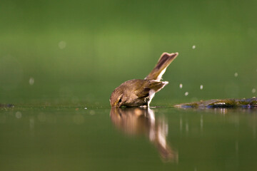 Fototapeta premium Tjiftjaf, Common Chiffchaff, Phylloscopus collybita