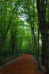 Fototapeta na wymiar Jogging trail in the forest vertical photo. Belgrad Forest in Sariyer Istanbul