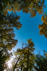 Tall trees and blue sky. Nature background photo from below