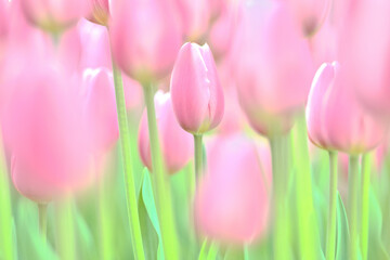 pink tulips in full blooming