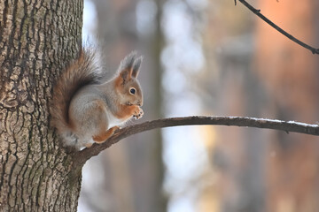 A red squirrel eating nuts on a tree
