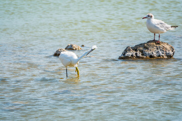 The small white heron or Little egret stands in the lake