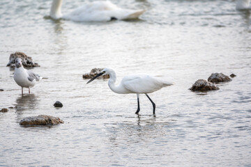 The small white heron or Little egret stands in the lake
