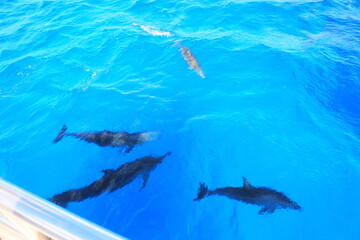 A group of dolphins swimming together under the yacht
