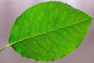 葉脈、バラの葉っぱ