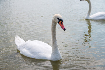 Graceful white Swan swimming in the lake, swans in the wild. Portrait of a white swan swimming on a lake.