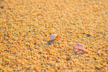 A hermit crab walking hard on the sandy beach
