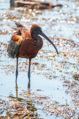The glossy ibis, latin name Plegadis falcinellus, searching for food in the shallow lagoon.