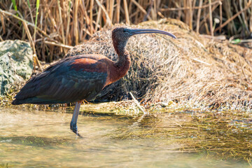 The glossy ibis, latin name Plegadis falcinellus, searching for food in the shallow lagoon.