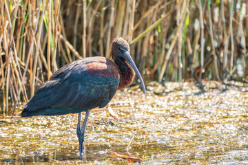 The glossy ibis, latin name Plegadis falcinellus, searching for food in the shallow lagoon.