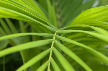 green leaves background