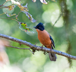 Zwartkapsibia, Rufous Sibia, Heterophasia capistrata