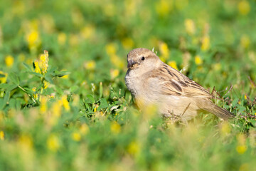 Spaanse Mus, Spanish Sparrow, Passer hispaniolensis