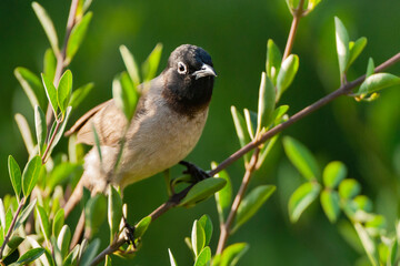 Spectacled Bulbul in Israel