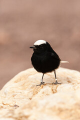 Witkruintapuit, White-crowned Wheatear, Oenanthe leucopyga