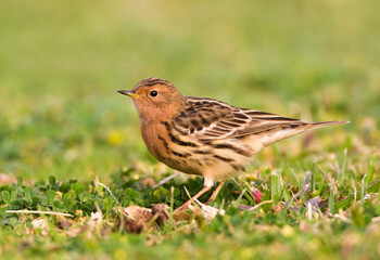 Roodkeelpieper, Red-throated Pipit, Anthus cervinus