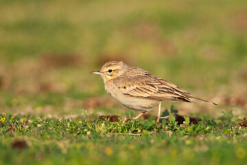 Duinpieper, Tawny Pipit, Anthus campestris