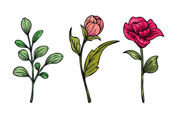 Hand drawn elegant colorful botanical flowers and leaves illustration isolated on white background