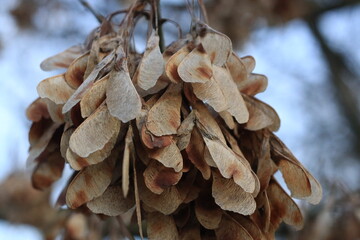 harvest of a tree