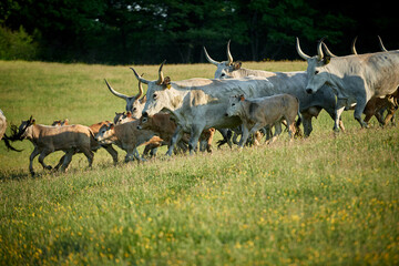 Herd of Maremmana cows in Maremma, Tuscany