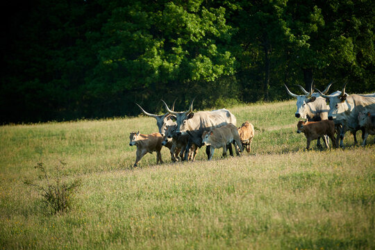 Herd of Maremmana cows in Maremma, Tuscany