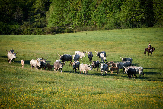 Herd of Maremmana cows in Maremma, Tuscany