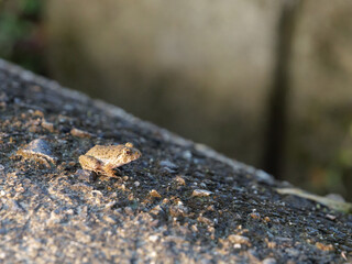 Small earth-colored frogs living near rice paddies in a farming village in summer	