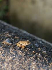 Small earth-colored frogs living near rice paddies in a farming village in summer	