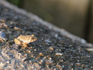 Small earth-colored frogs living near rice paddies in a farming village in summer	