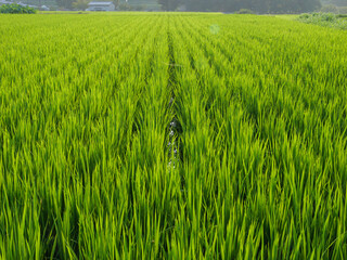 Dusk, paddy field after rain, rice seedlings with water droplets swaying in the wind.	