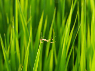 A small spider building a web across rice seedlings in a paddy field at dusk.	