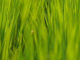 A small spider building a web across rice seedlings in a paddy field at dusk.	