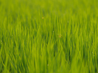 A small spider building a web across rice seedlings in a paddy field at dusk.	