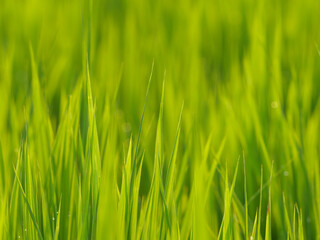 Fototapeta na wymiar Dusk, paddy field after rain, rice seedlings with water droplets swaying in the wind. 