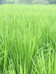 Midsummer rural rice paddies in Japan, beautiful green growing rice plants swaying in the wind.	