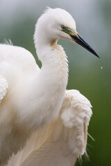 Grote Zilverreiger, Western Great Egret, Ardea alba alba