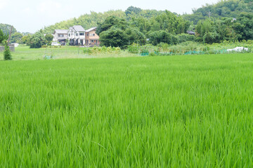Fototapeta na wymiar Japan, rural countryside in mid-summer, with large amounts of green growing rice plants in the vicinity. 